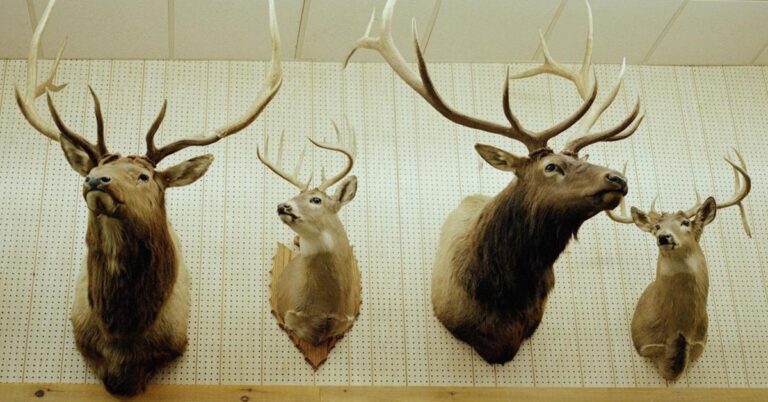 The History and Art of Elk Mounting