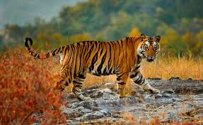 Book Tiger Safari: A Life-Changing Adventure Awaits
