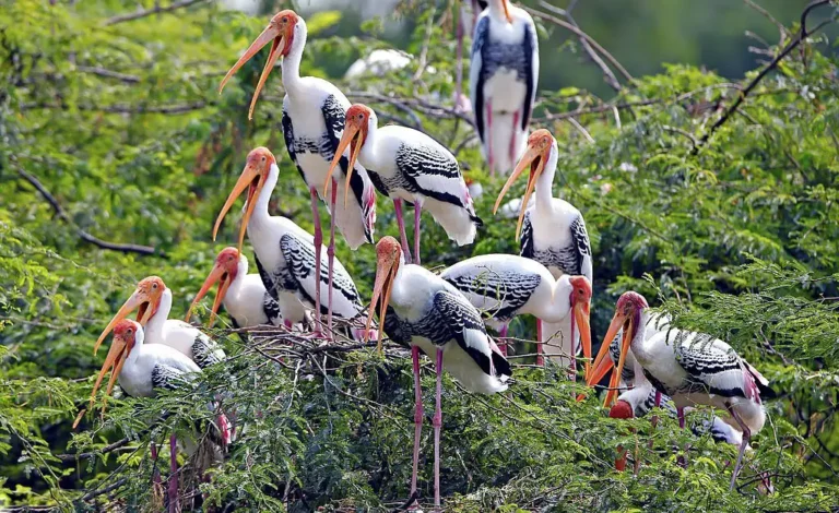 Best Birdwatching in India: A Paradise for Avian Enthusiasts