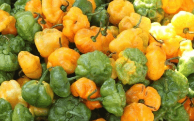 Understanding the Scotch Bonnet Pepper: A Spicy Treasure of the Caribbean