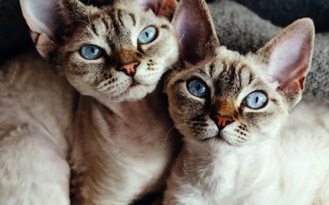 Devon Rex Kittens for Sale: What Makes This Breed So Special?