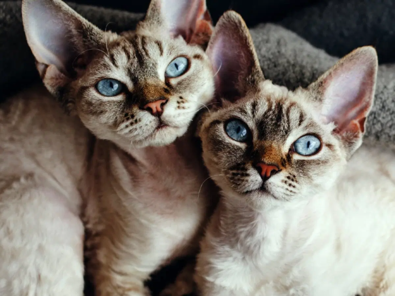 Devon Rex Kittens for Sale: What Makes This Breed So Special?